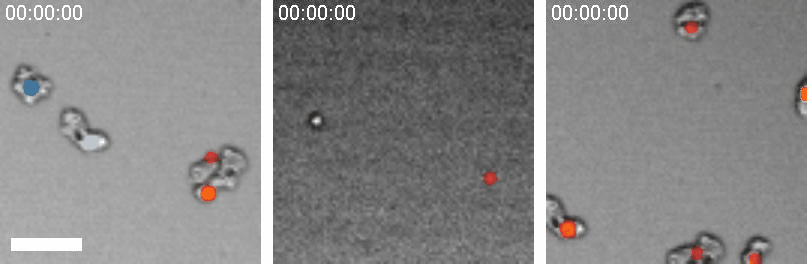 Cell Analysis Animation